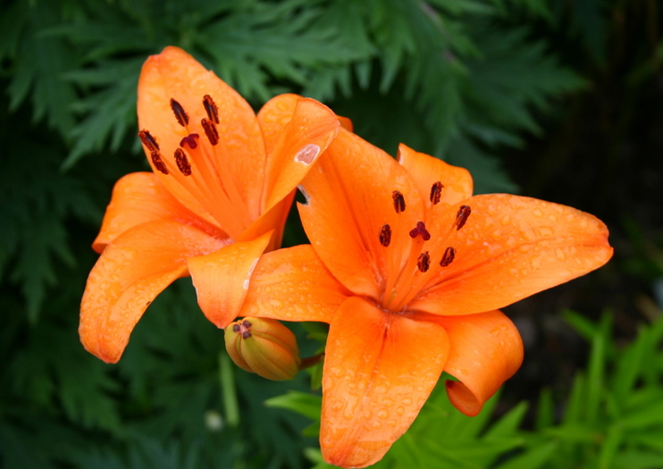 UNC Charlotte Botanical Gardens